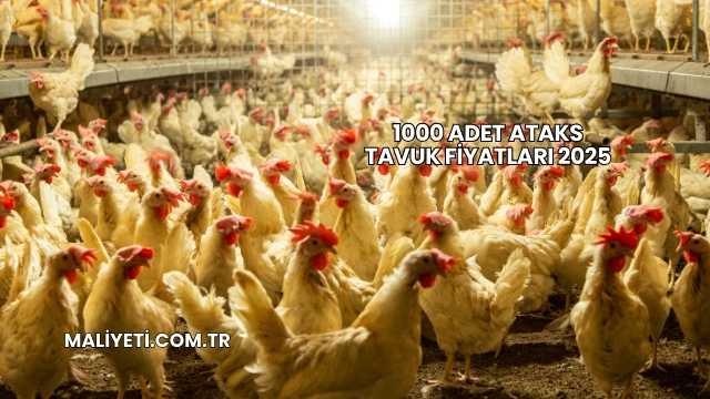 1000 Adet Ataks Tavuk Fiyatları 2025