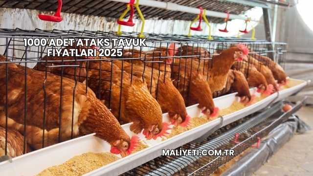 1000 Adet Ataks Tavuk Fiyatları 2025