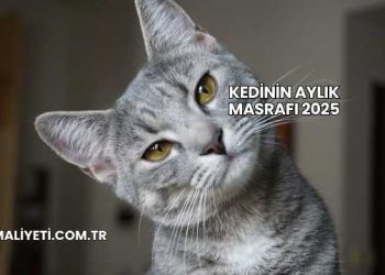 Kedinin Aylık Masrafı 2025