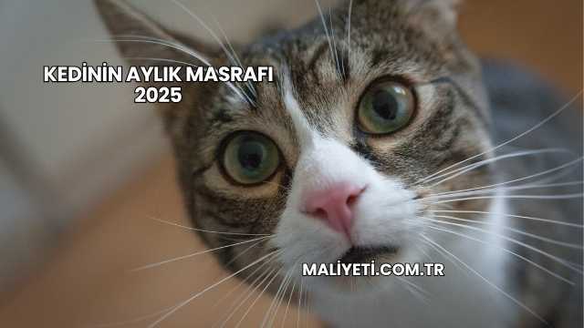 Kedinin Aylık Masrafı 2025