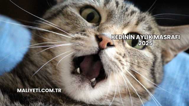 Kedinin Aylık Masrafı 2025