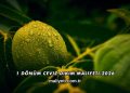 1 Dönüm Ceviz Dikim Maliyeti 2026