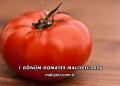 1 Dönüm Domates Maliyeti 2026