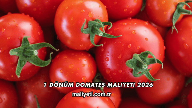 1 Dönüm Domates Maliyeti 2026