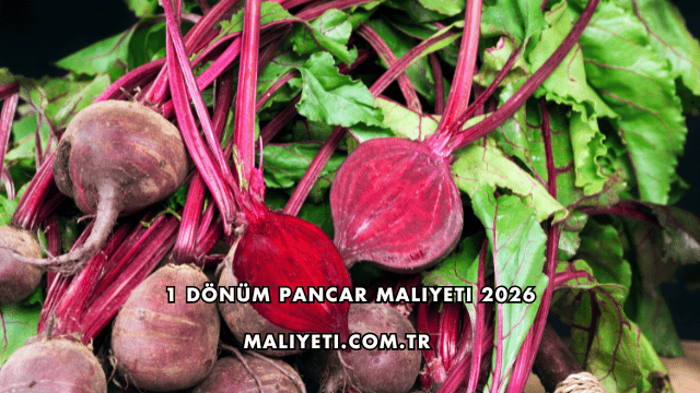 1 Dönüm Pancar Maliyeti 2026