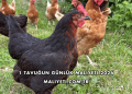 1 Tavuğun Günlük Maliyeti 2026
