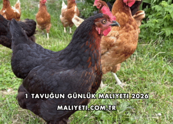 1 Tavuğun Günlük Maliyeti 2026