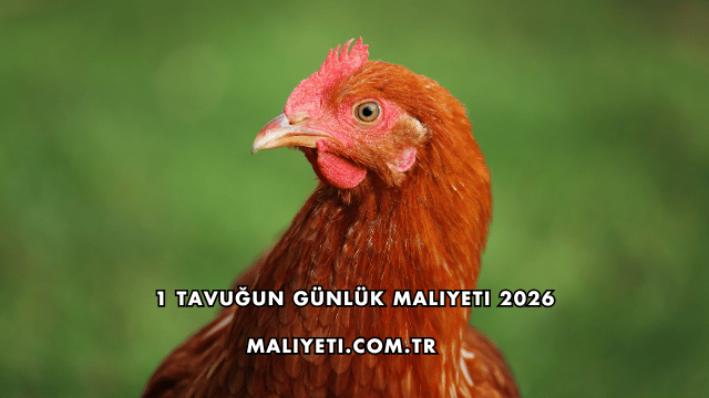 1 Tavuğun Günlük Maliyeti 2026