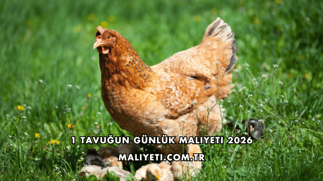 1 Tavuğun Günlük Maliyeti 2026
