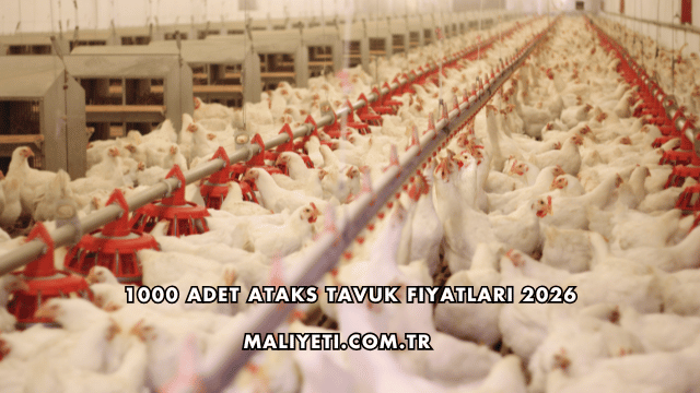 1000 Adet Ataks Tavuk Fiyatları 2026