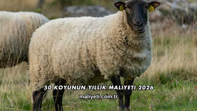 50 Koyunun Yıllık Maliyeti 2026