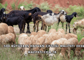 500 Büyükbaş Hayvan Çiftliği Maliyeti 2026
