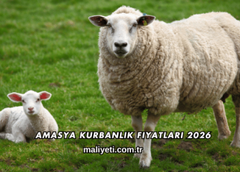 Amasya Kurbanlık Fiyatları 2026