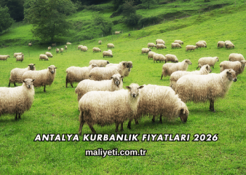 Antalya Kurbanlık Fiyatları 2026