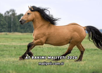 At Bakımı Maliyeti 2026