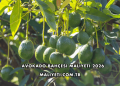 Avokado Bahçesi Maliyeti 2026