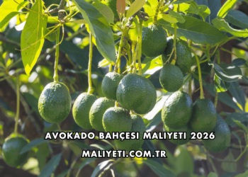 Avokado Bahçesi Maliyeti 2026