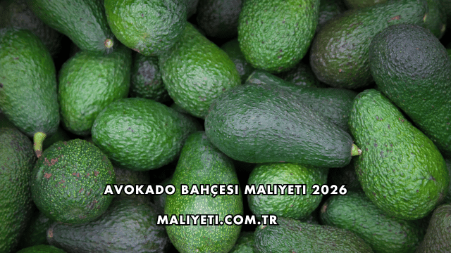 Avokado Bahçesi Maliyeti 2026