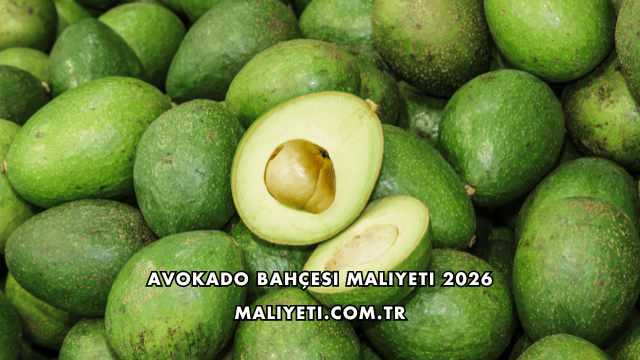 Avokado Bahçesi Maliyeti 2026