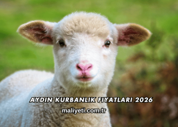 Aydın Kurbanlık Fiyatları 2026