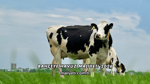 Bahçeye Havuz Maliyeti 2026