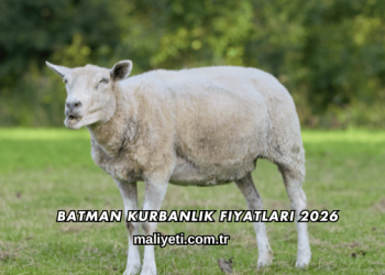 Batman Kurbanlık Fiyatları 2026