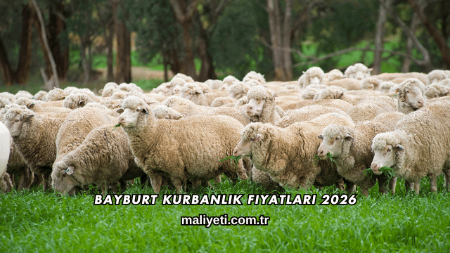 Bayburt Kurbanlık Fiyatları 2026