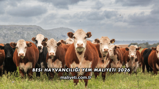 Besi Hayvancılığı Yem Maliyeti 2026