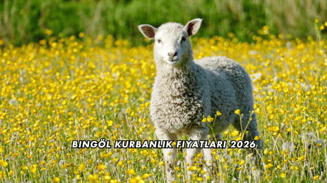 Bingöl Kurbanlık Fiyatları 2026