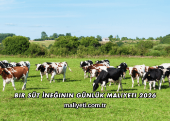 Bir Süt İneğinin Günlük Maliyeti 2026