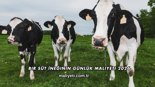 Bir Süt İneğinin Günlük Maliyeti 2026