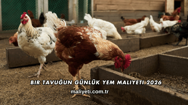 Bir Tavuğun Günlük Yem Maliyeti 2026