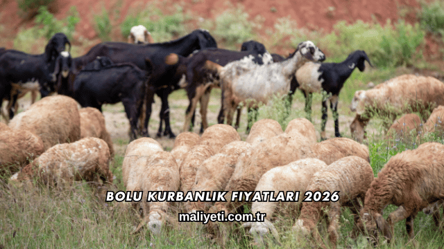 Bolu Kurbanlık Fiyatları 2026