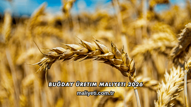 Buğday Üretim Maliyeti 2026