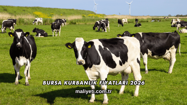 Bursa Kurbanlık Fiyatları 2026