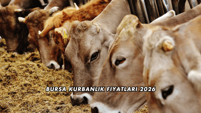 Bursa Kurbanlık Fiyatları 2026