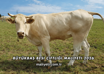 Büyükbaş Besi Çiftliği Maliyeti 2026