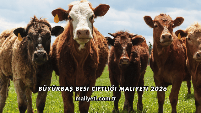 Büyükbaş Besi Çiftliği Maliyeti 2026