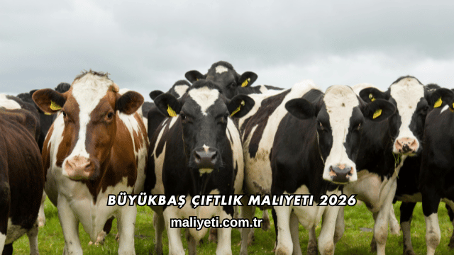 Büyükbaş Çiftlik Maliyeti 2026