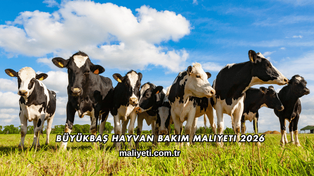 Büyükbaş Hayvan Bakım Maliyeti 2026
