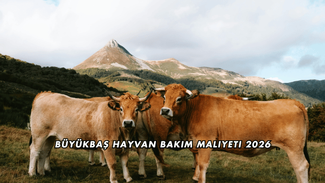 Büyükbaş Hayvan Bakım Maliyeti 2026