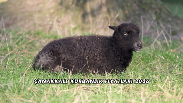 Çanakkale Kurbanlık Fiyatları 2026