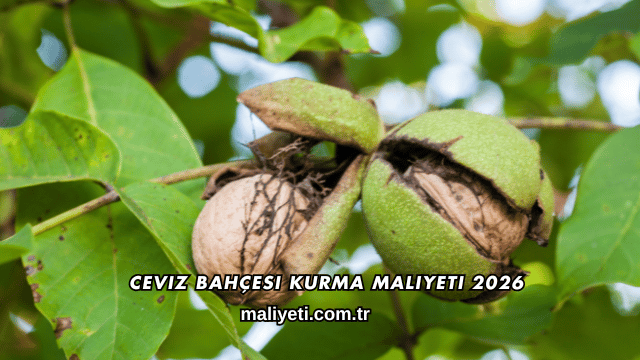 Ceviz Bahçesi Kurma Maliyeti 2026