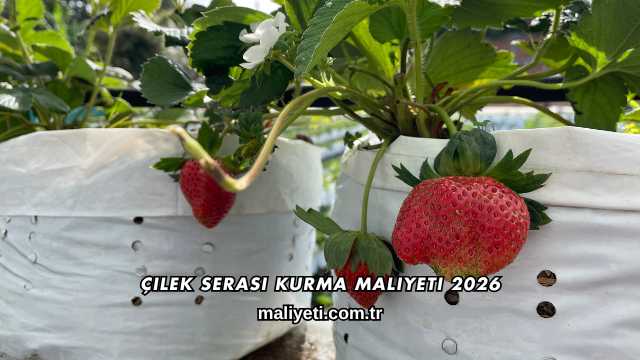 Çilek Serası Kurma Maliyeti 2026