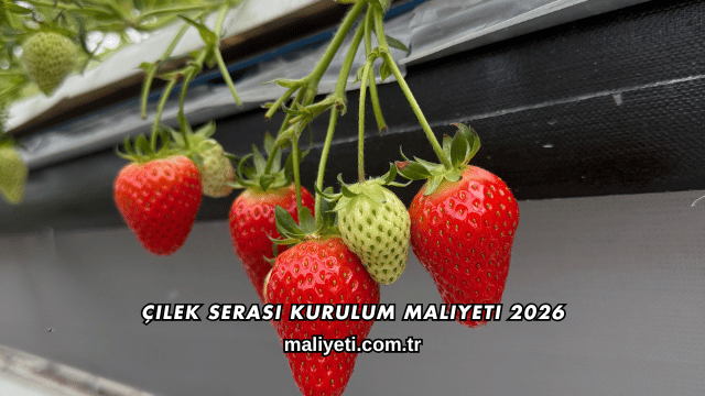 Çilek Serası Kurulum Maliyeti 2026