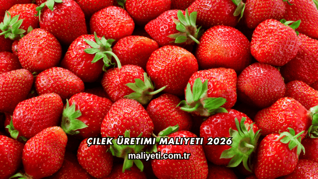 Çilek Üretimi Maliyeti 2026