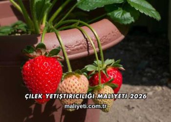 Çilek Yetiştiriciliği Maliyeti 2026