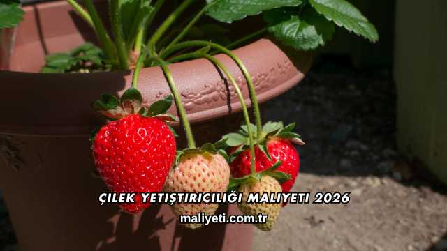 Çilek Yetiştiriciliği Maliyeti 2026