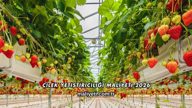 Çilek Yetiştiriciliği Maliyeti 2026