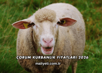 Çorum Kurbanlık Fiyatları 2026